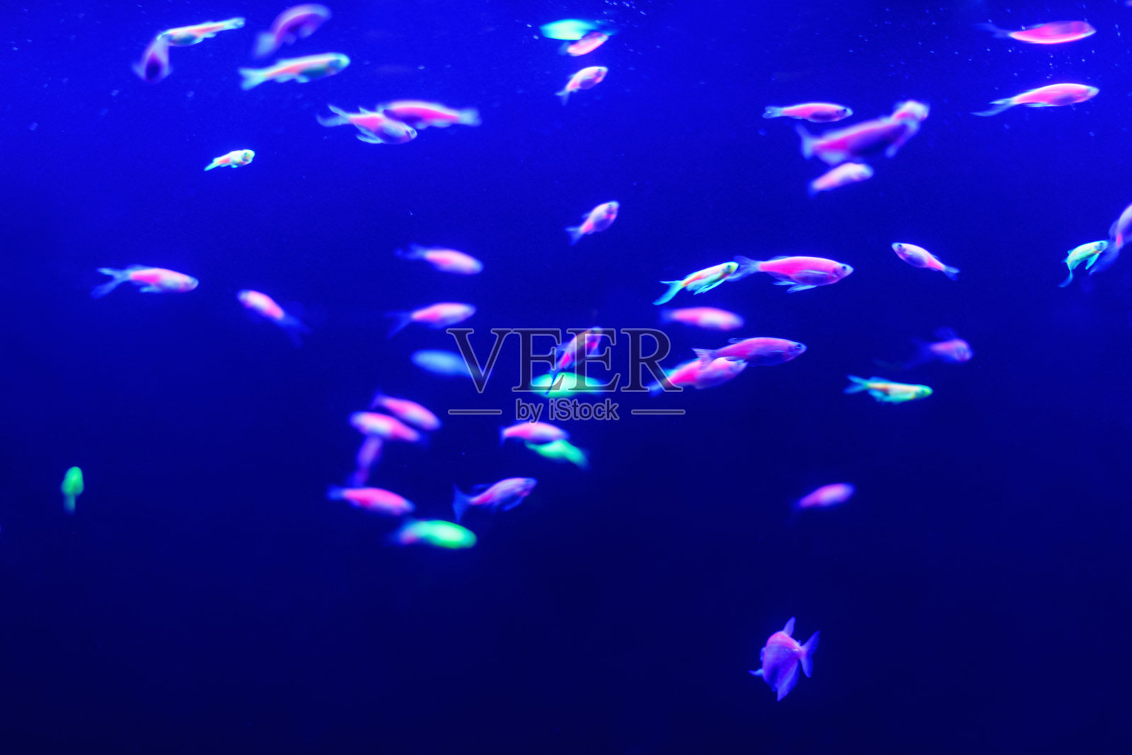 霓虹鱼彩色淡水水族馆。水下世界鱼缸里的霓虹灯。模糊的背景。有选择性的重点照片摄影图片
