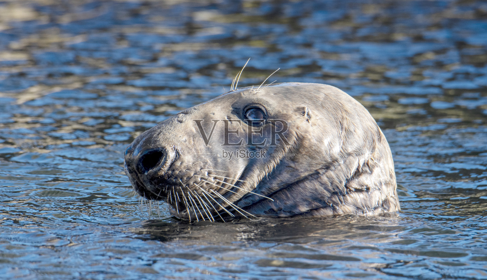 海中的灰海豹照片摄影图片