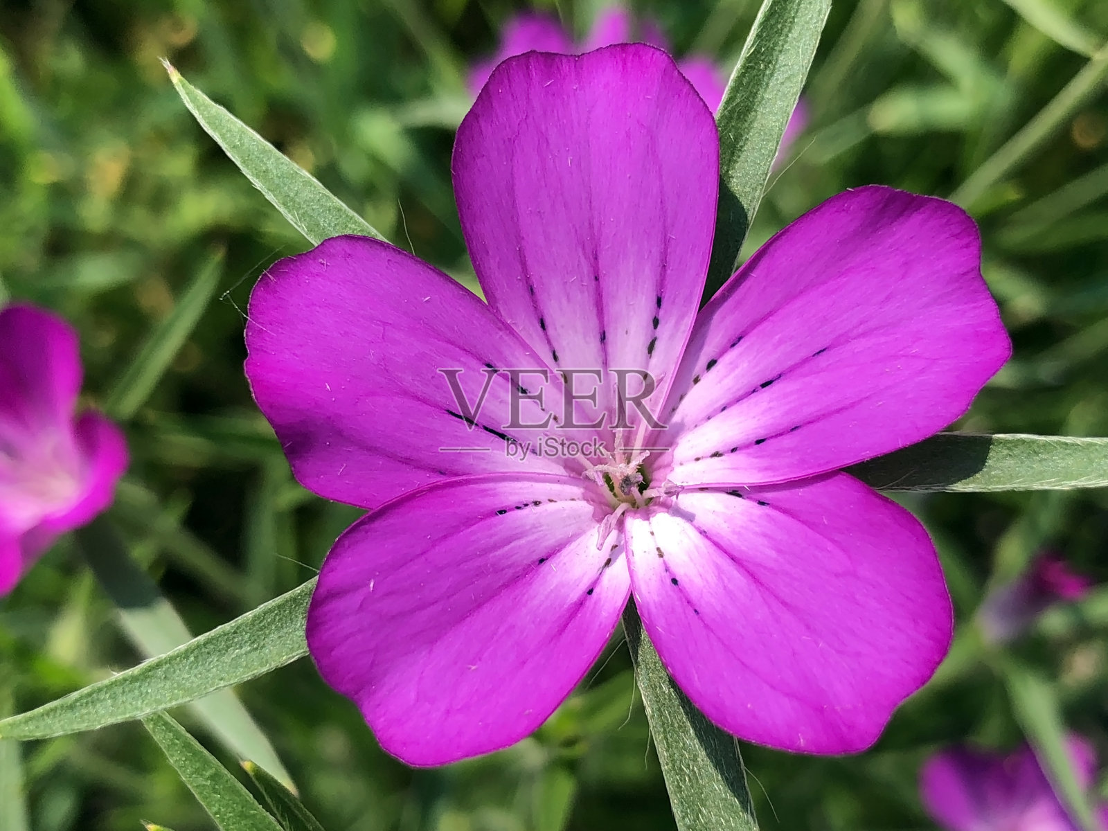 瑞士圣加伦植物园的各种植物和热带花卉(瑞士圣加伦植物园)照片摄影图片