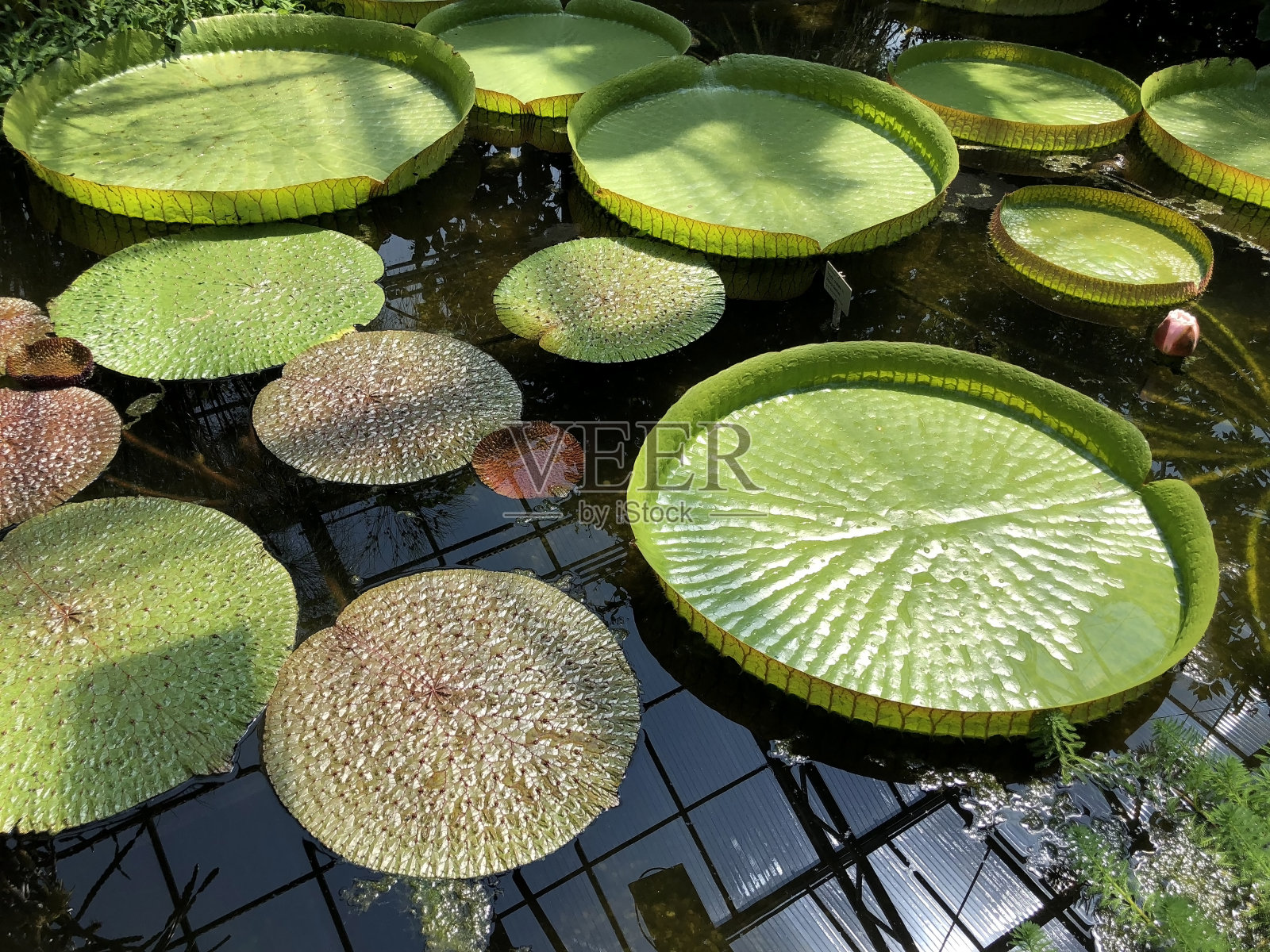 瑞士圣加伦植物园的各种植物和热带花卉(瑞士圣加伦植物园)照片摄影图片