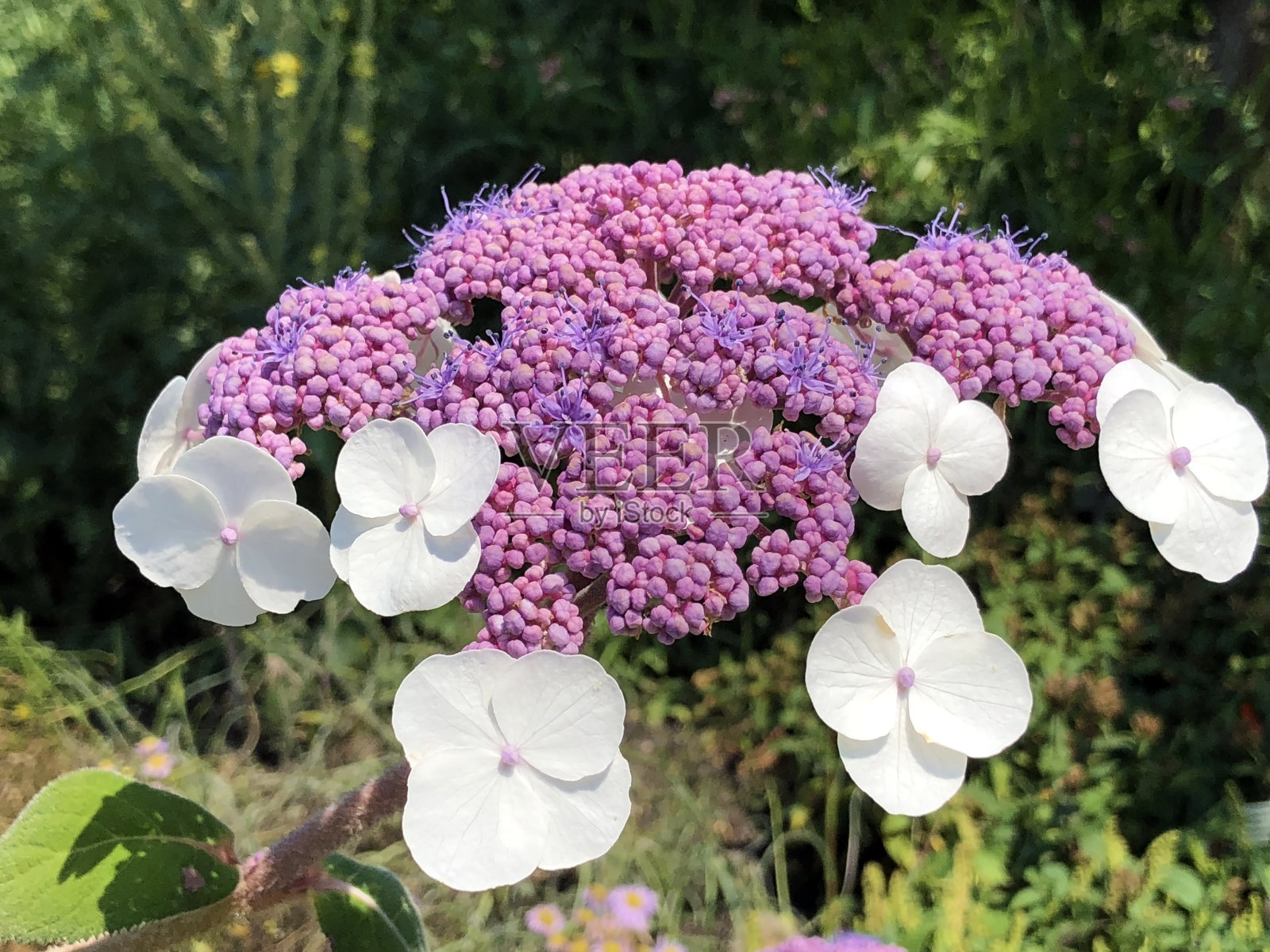 瑞士圣加伦植物园的各种植物和热带花卉(瑞士圣加伦植物园)照片摄影图片