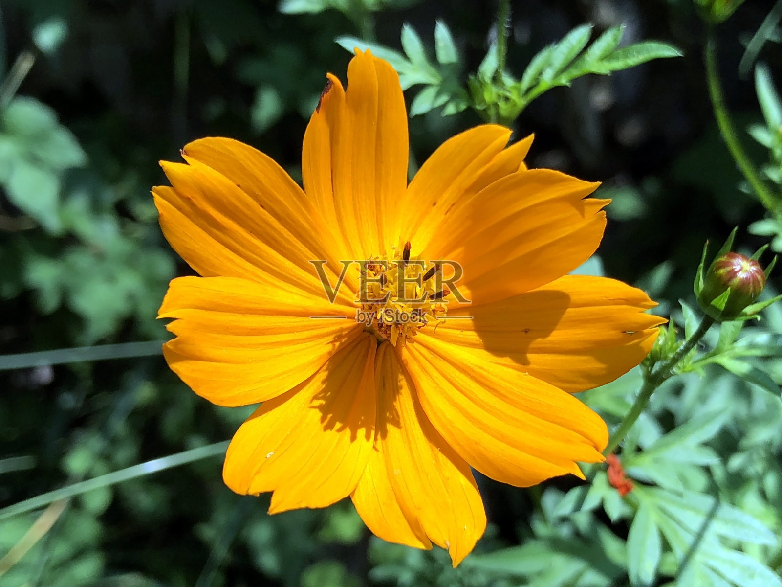 瑞士圣加伦植物园的各种植物和热带花卉(瑞士圣加伦植物园)照片摄影图片