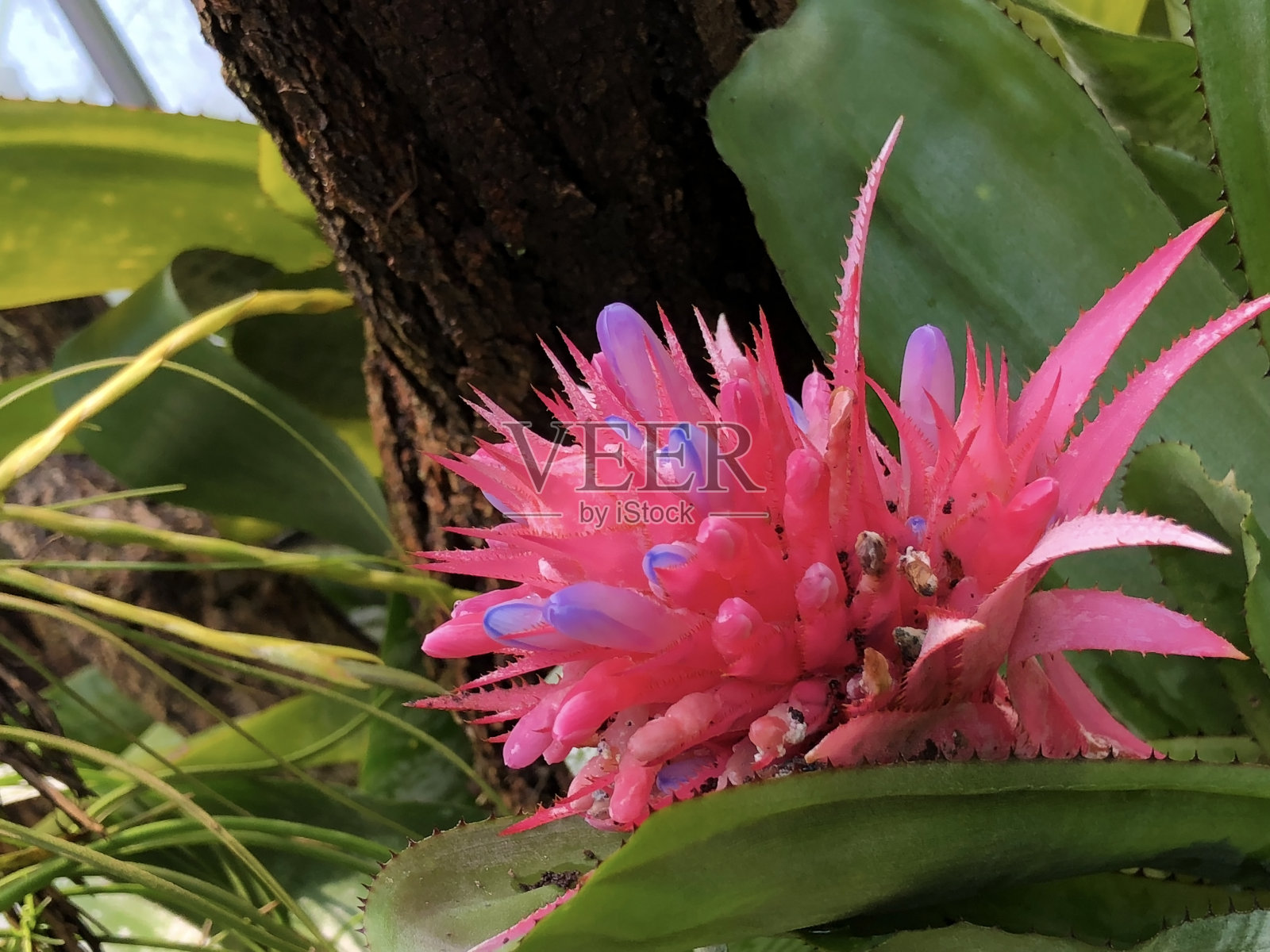 瑞士圣加伦植物园的各种植物和热带花卉(瑞士圣加伦植物园)照片摄影图片