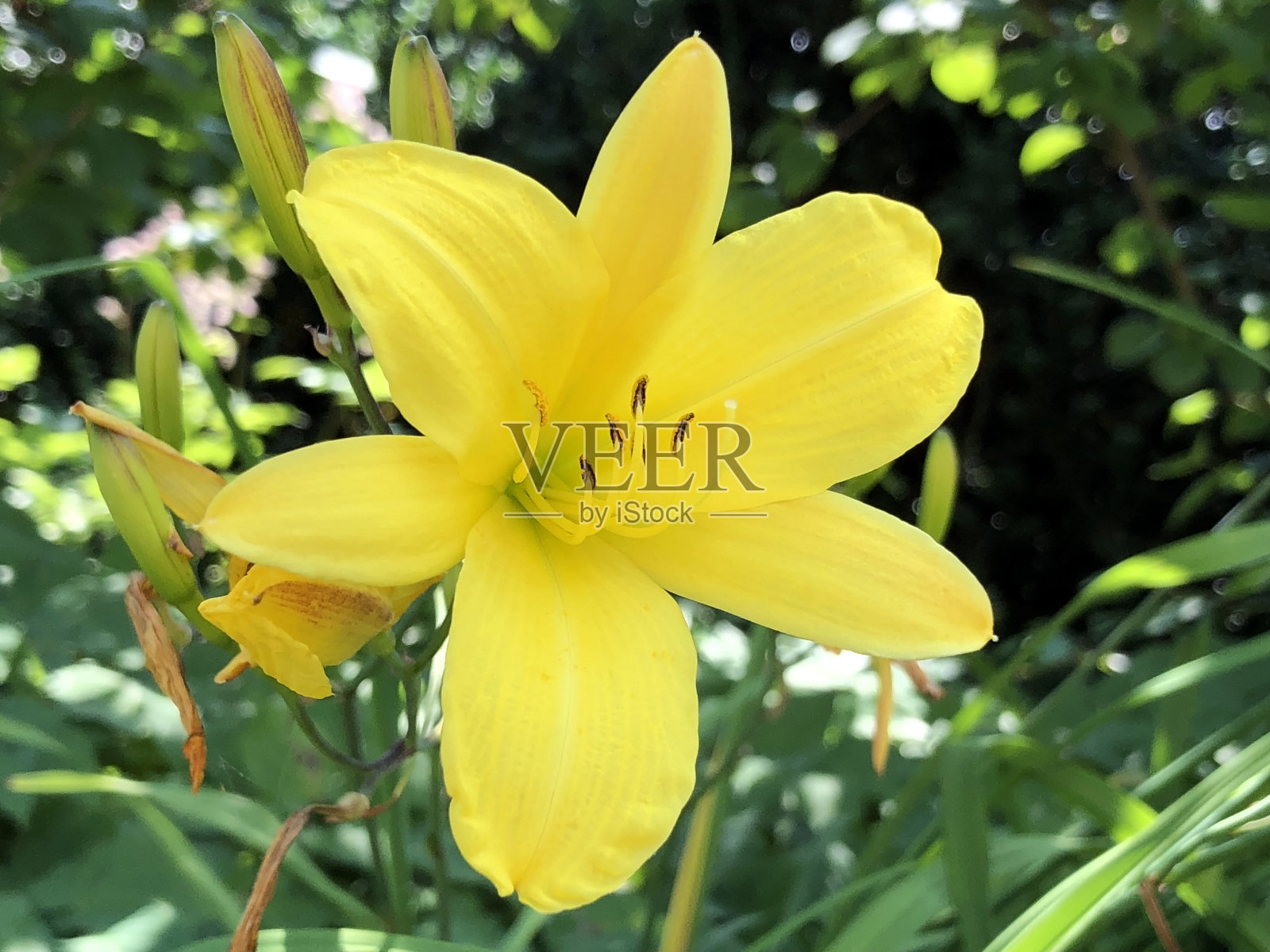 瑞士圣加伦植物园的各种植物和热带花卉(瑞士圣加伦植物园)照片摄影图片