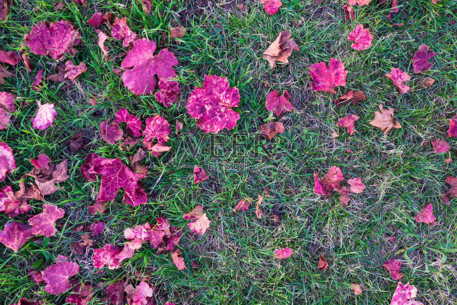 秋天日落时，草地上长出一层红色的藤叶照片摄影图片