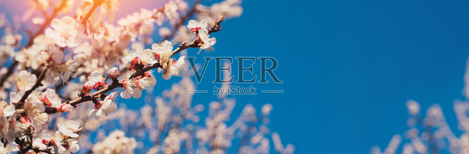 开花的树在蓝天的背景下展开。照片摄影图片