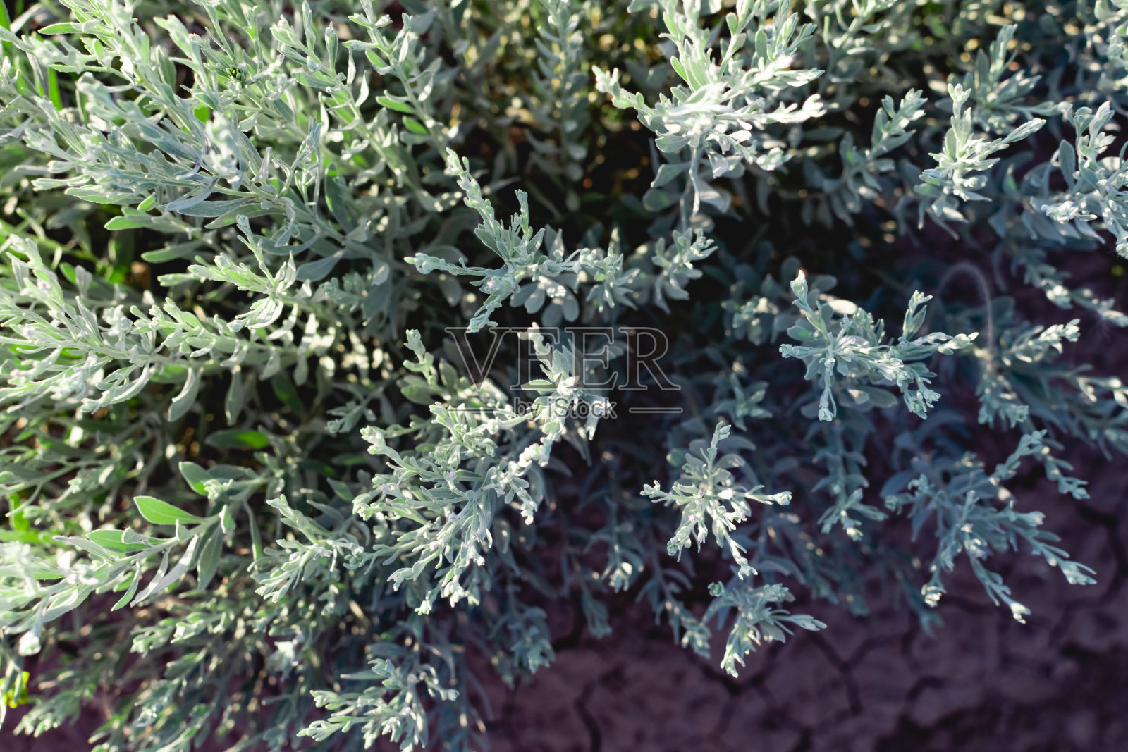 矢车菊是一个拉丁名，一种奇特的街道植物，科尔切斯特白色的花园，一个美丽的蓝绿色，大而厚的花瓣照片摄影图片