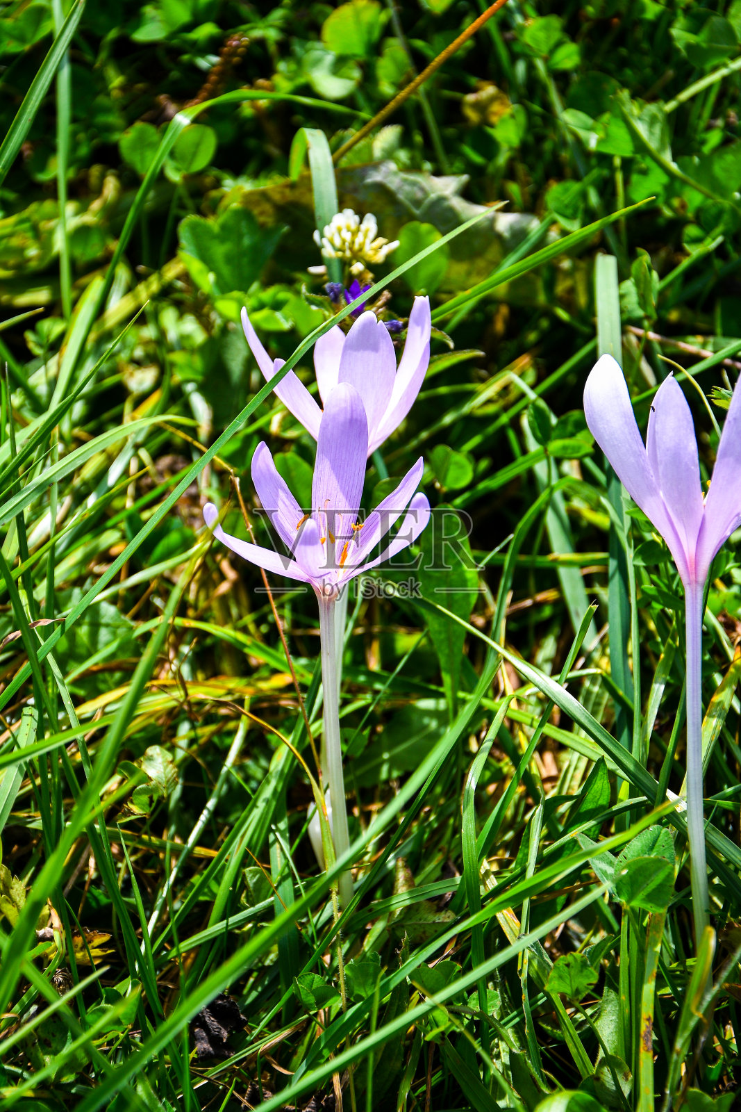 美丽多彩的魔法盛开的第一春花紫番红花在野生的大自然中。选择性聚焦，特写，复制空间照片摄影图片