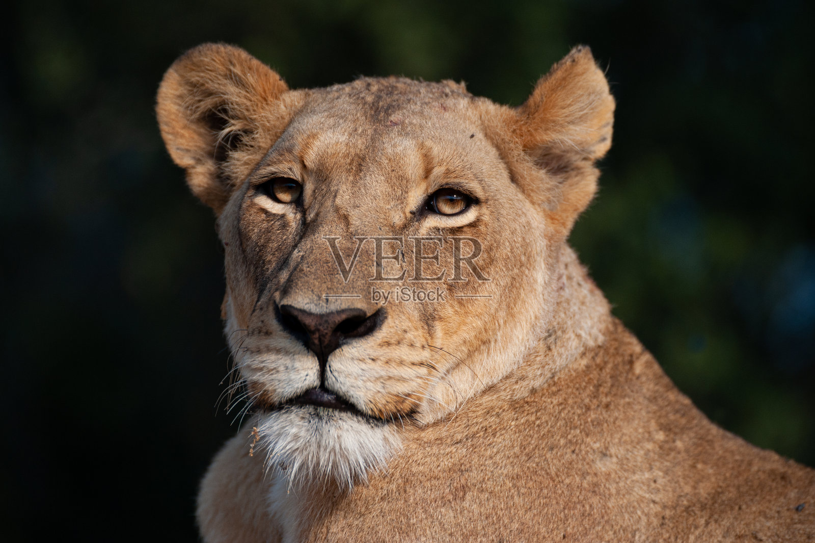 母狮的肖像照片摄影图片