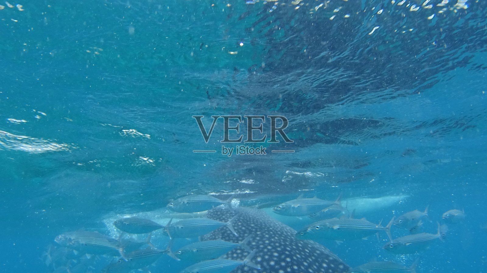 奥斯洛布的鲸鲨照片摄影图片