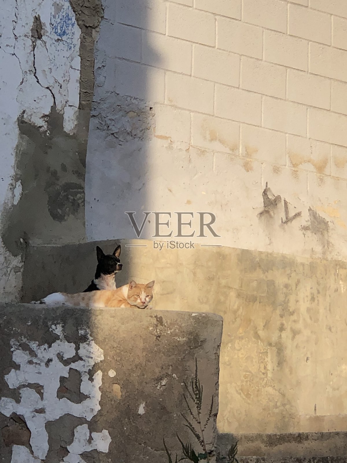 猫和狗照片摄影图片