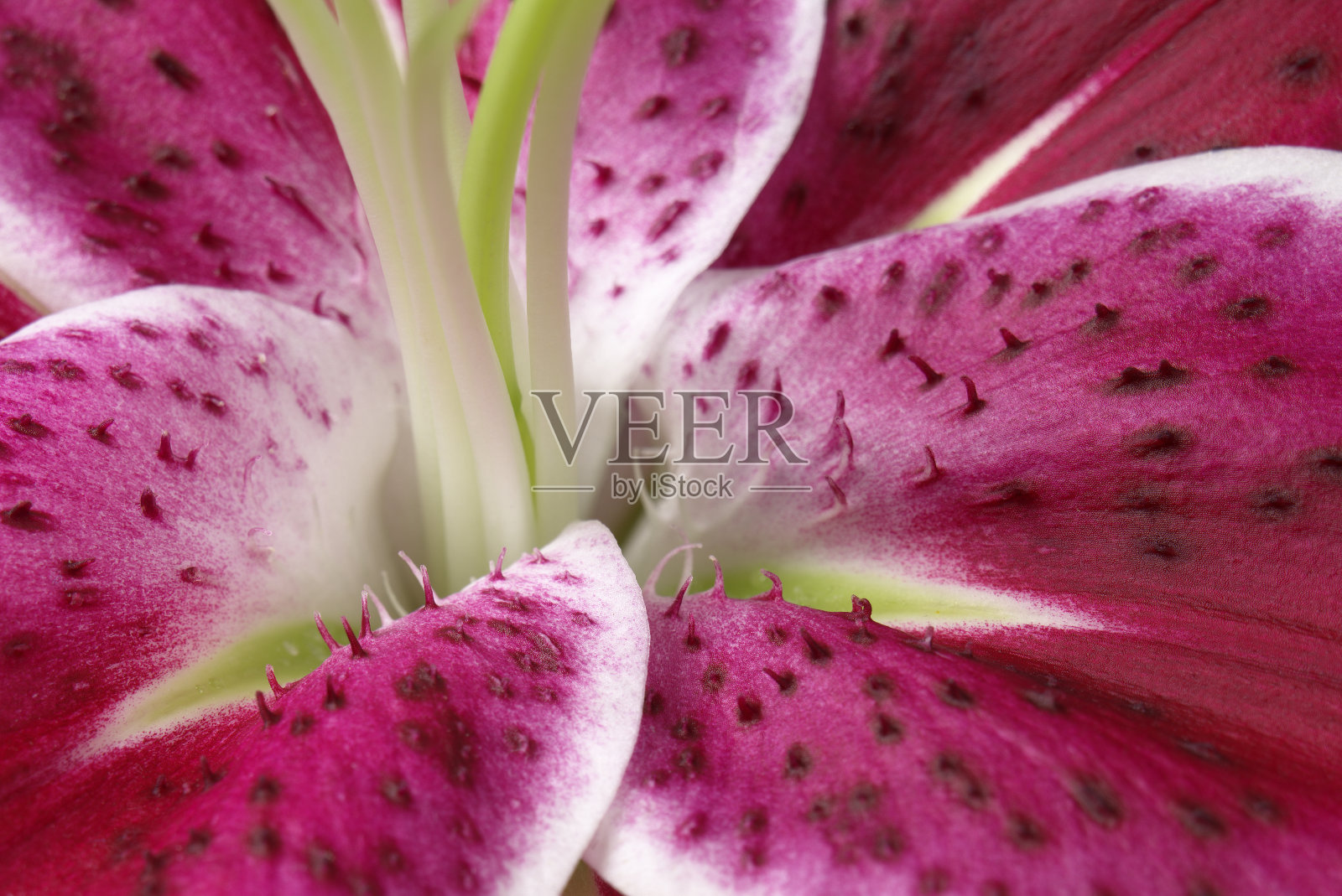 鲁布鲁姆莉莉关闭照片摄影图片