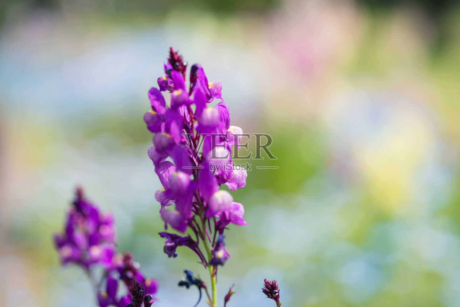 春天公园里的紫色花朵照片摄影图片