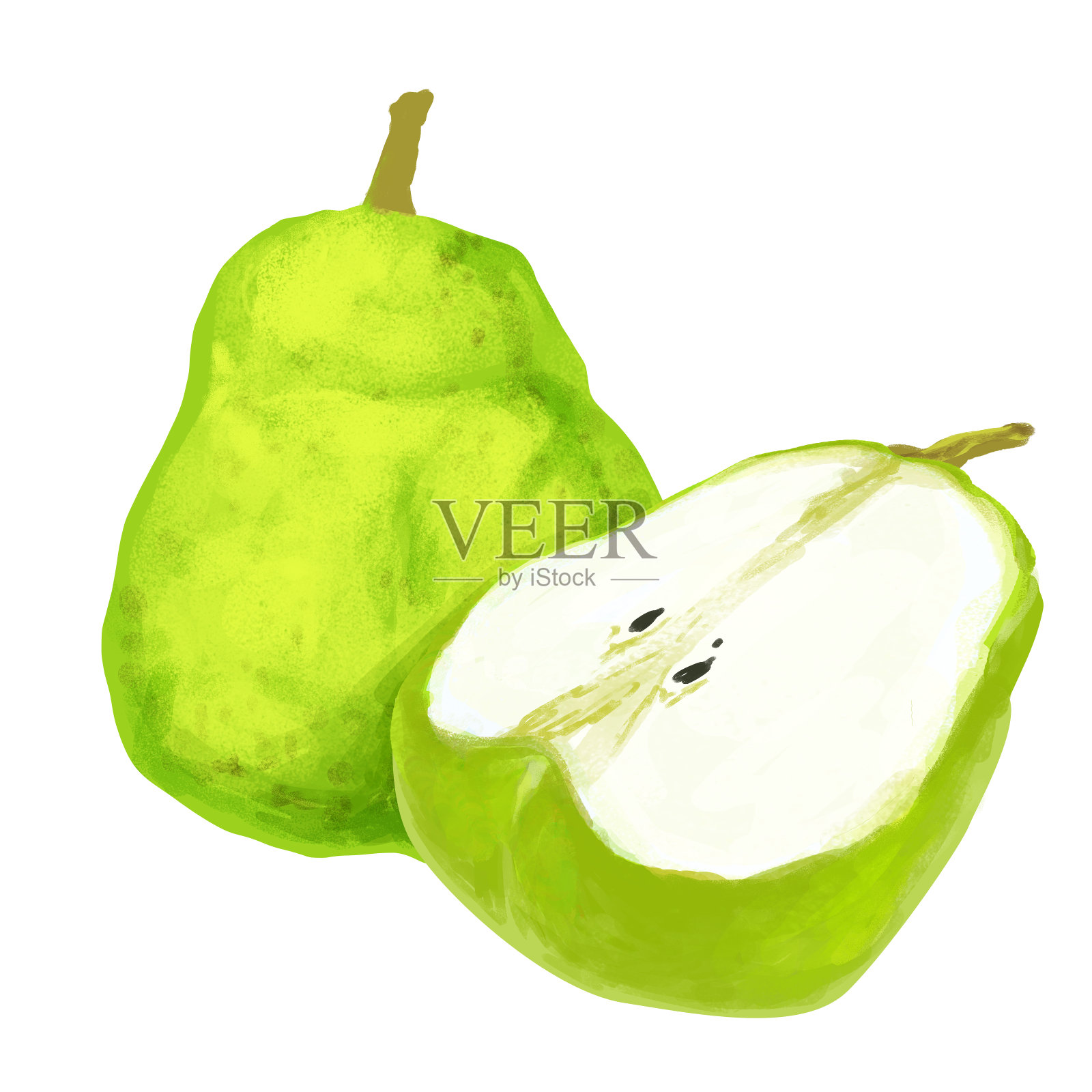 欧洲梨(Pyrus communis)插画图片素材