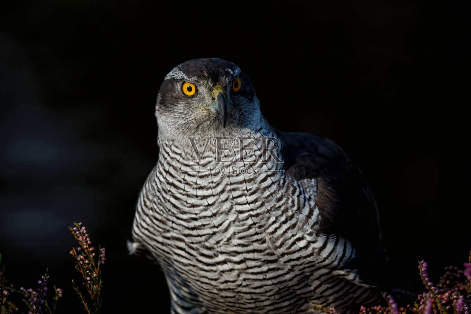 石南丛中一只北方苍鹰的画像照片摄影图片