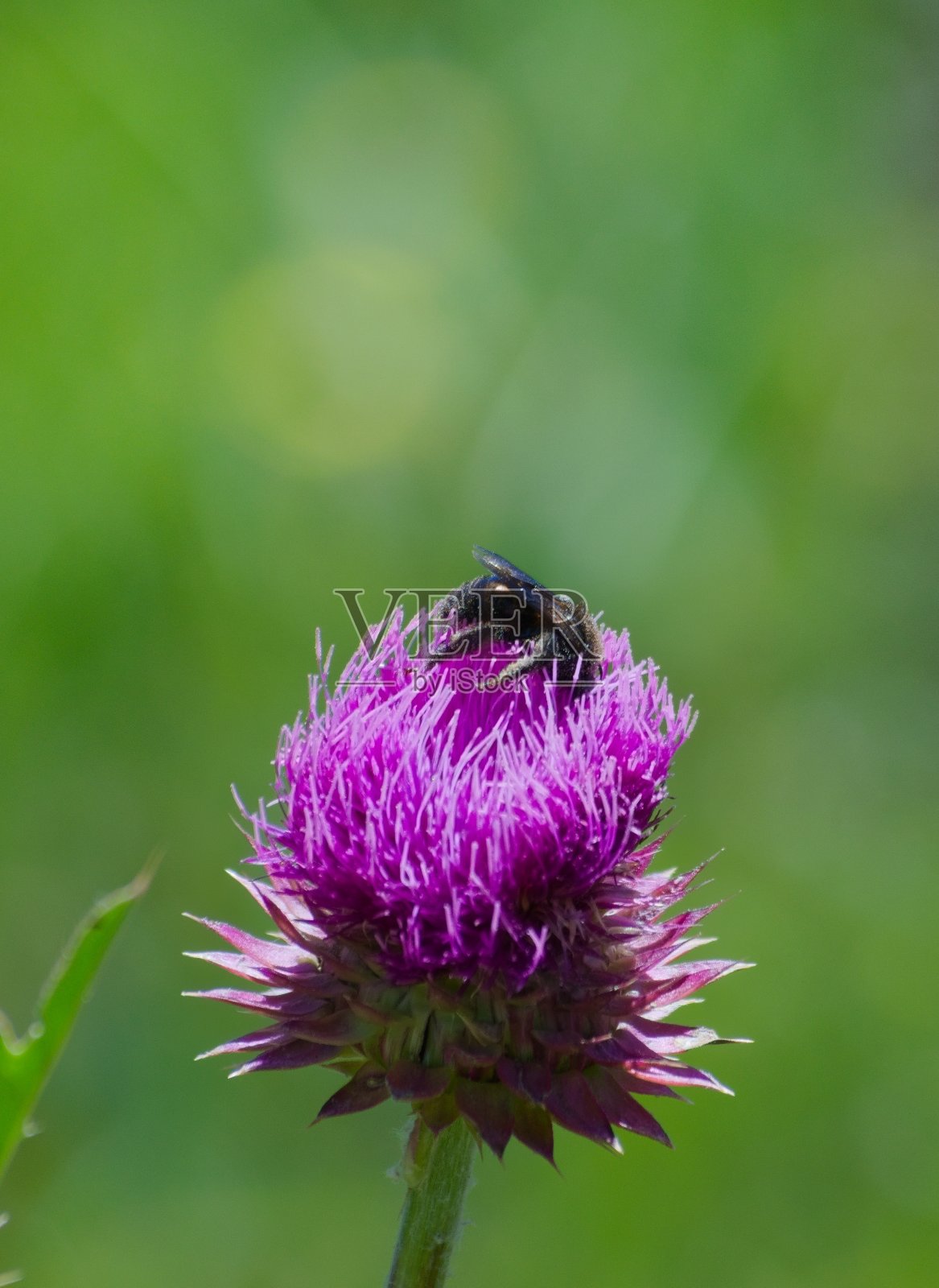 从盛开的蓟花上采集花蜜的黑黄蜂。照片摄影图片