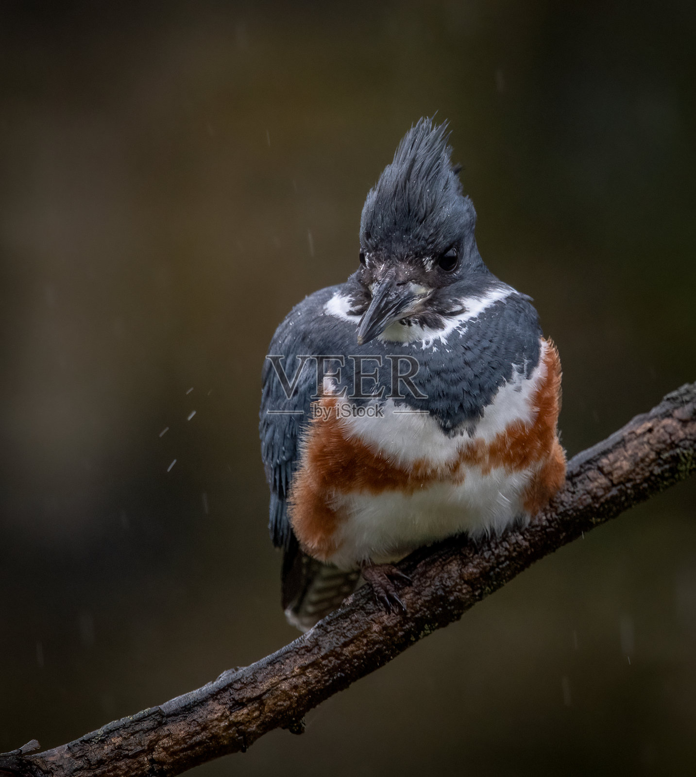 腰带翠鸟照片摄影图片