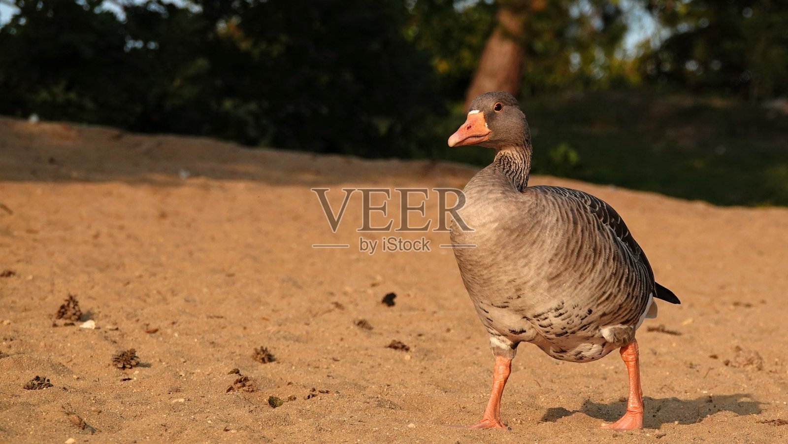 灰鹅站在海滩上照片摄影图片