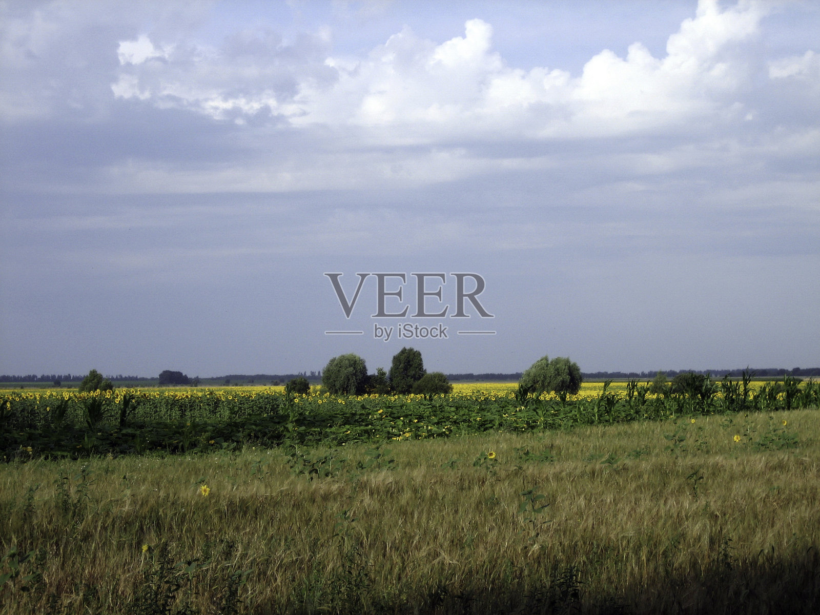 一片干净的农田上长满了茂密的草。天空中有云。森林在地平线上变暗了。照片摄影图片