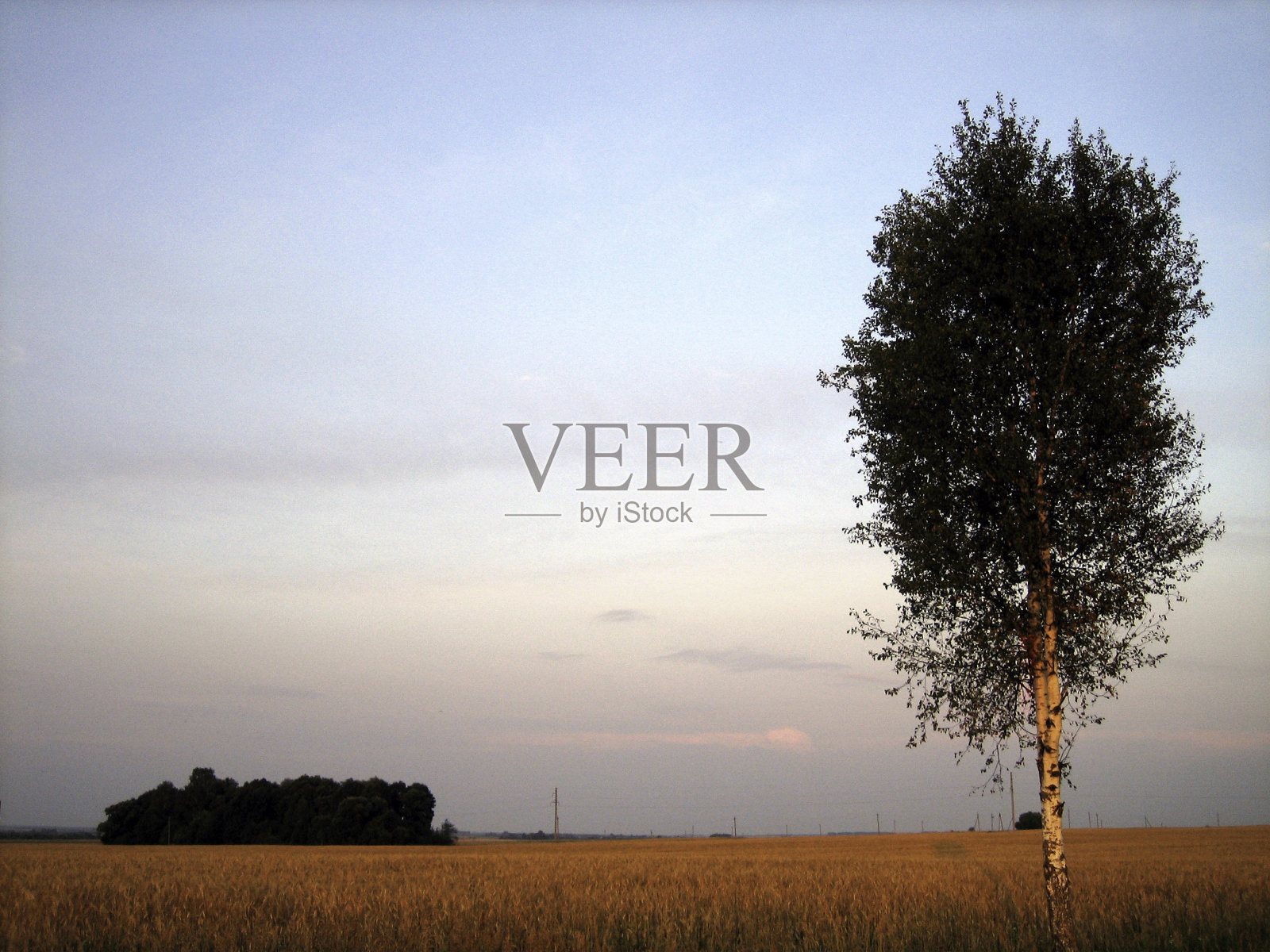 日落时旷野上一棵孤独的树。天空被夕阳照亮了。照片摄影图片