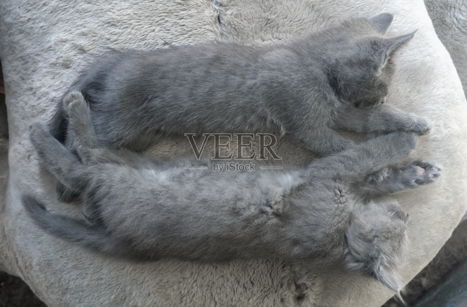 两只毛茸茸的灰色小猫拥抱着睡觉照片摄影图片