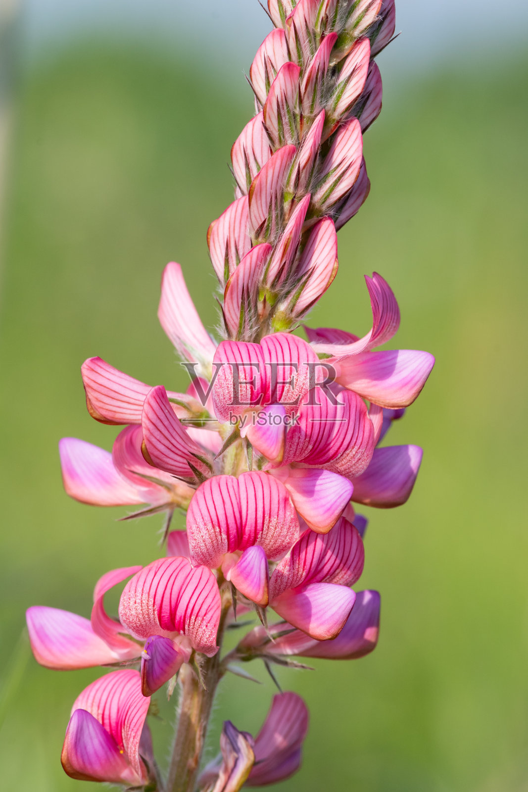 常见的赛因福因 （奥诺布里奇斯 · 维西福利亚）照片摄影图片