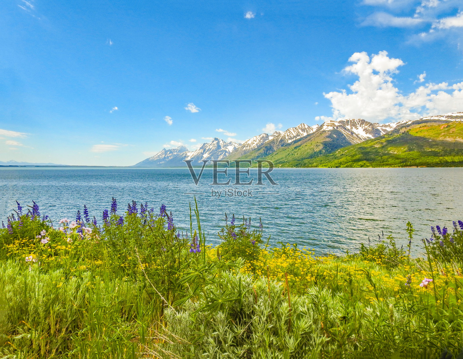 野花和大提顿山脉照片摄影图片