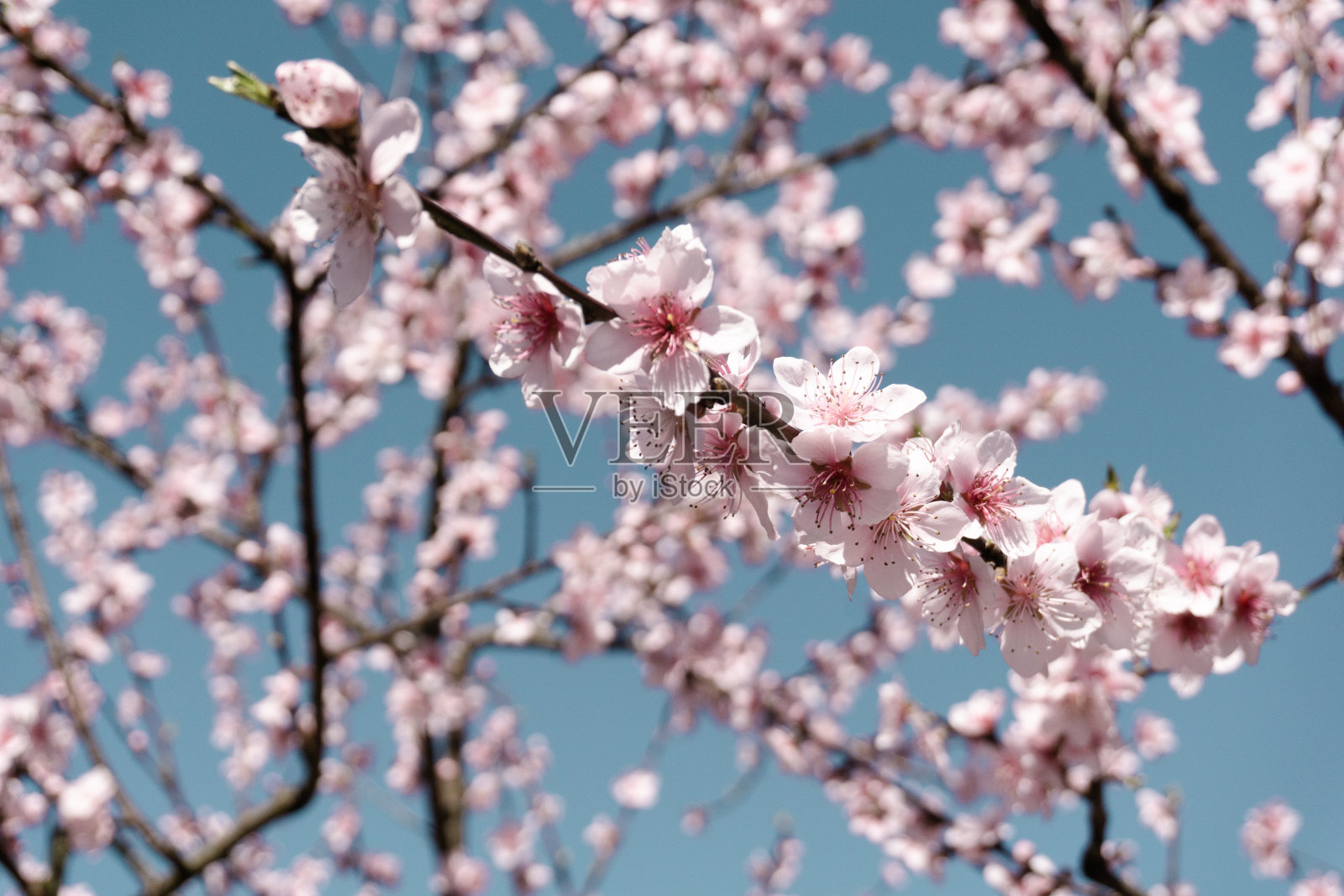 桃树照片摄影图片