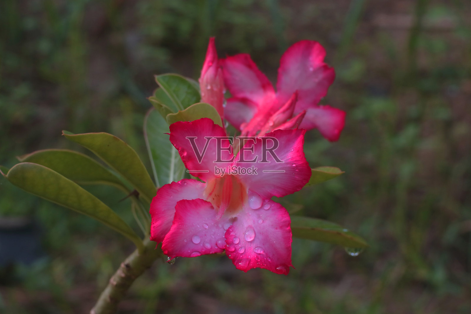 粉红色的柬埔寨粉红花朵照片摄影图片