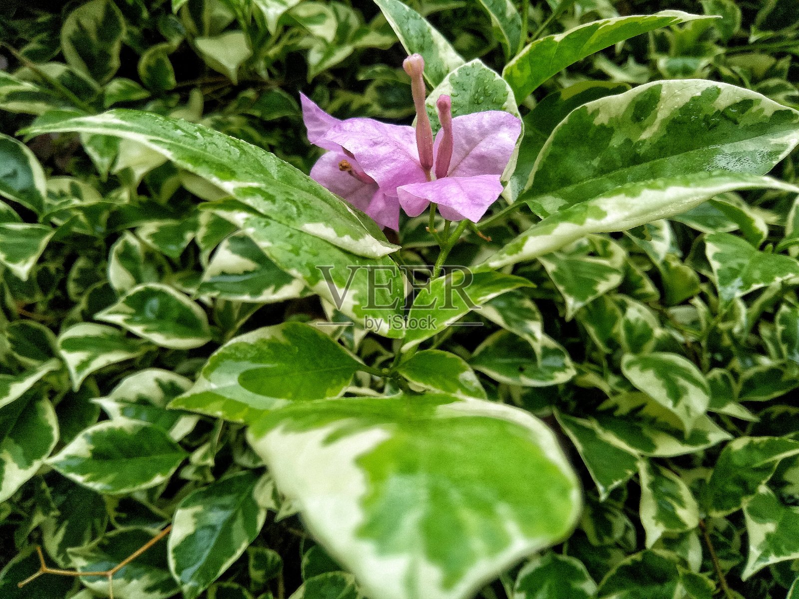粉色的芙蓉花照片摄影图片