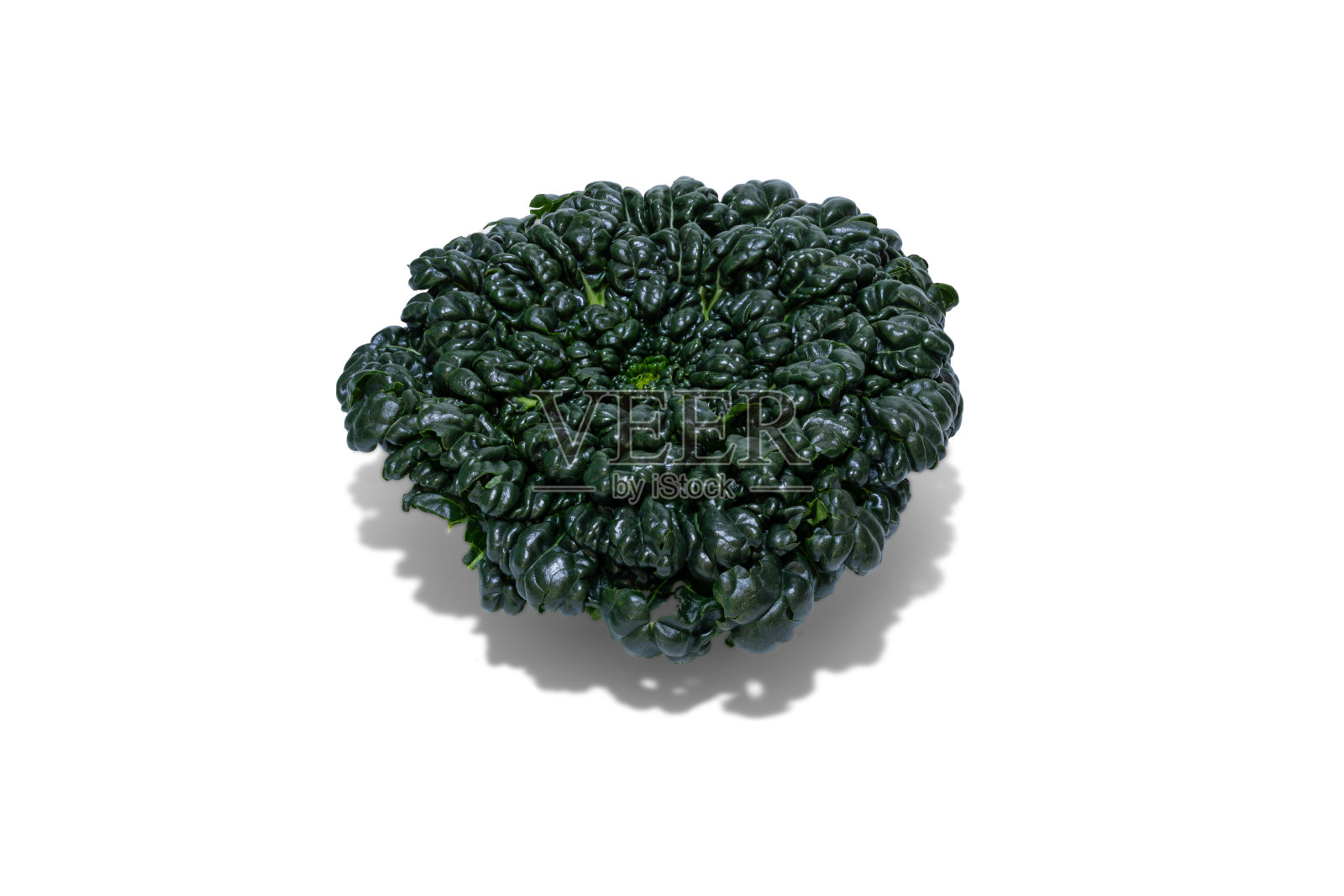 在白色背景上分离出新鲜的甘蓝菜照片摄影图片