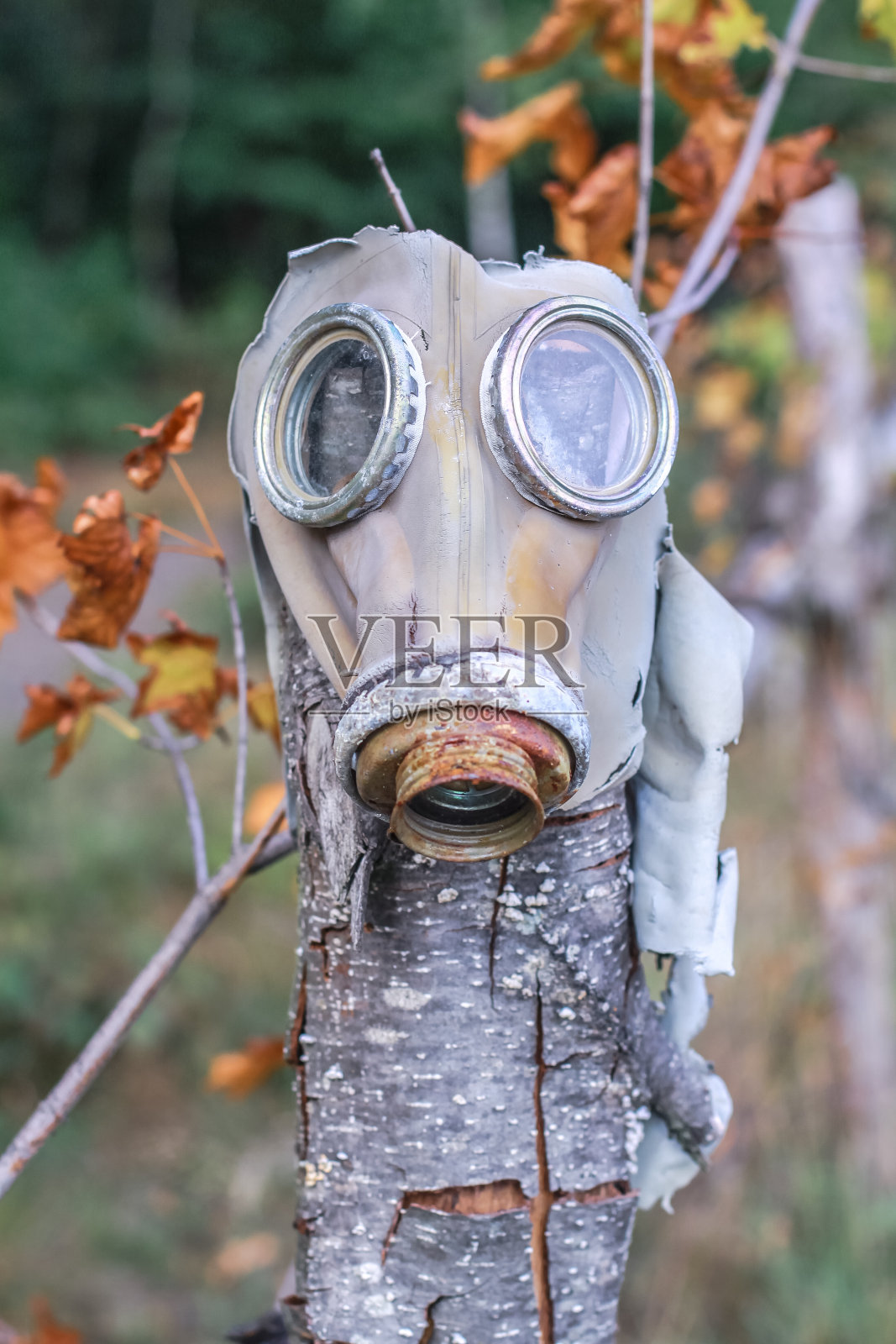 一个破旧的防毒面具挂在一根木头上，背景是黄叶。全球冠状病毒污染。可怕的辐射技术灾难照片摄影图片