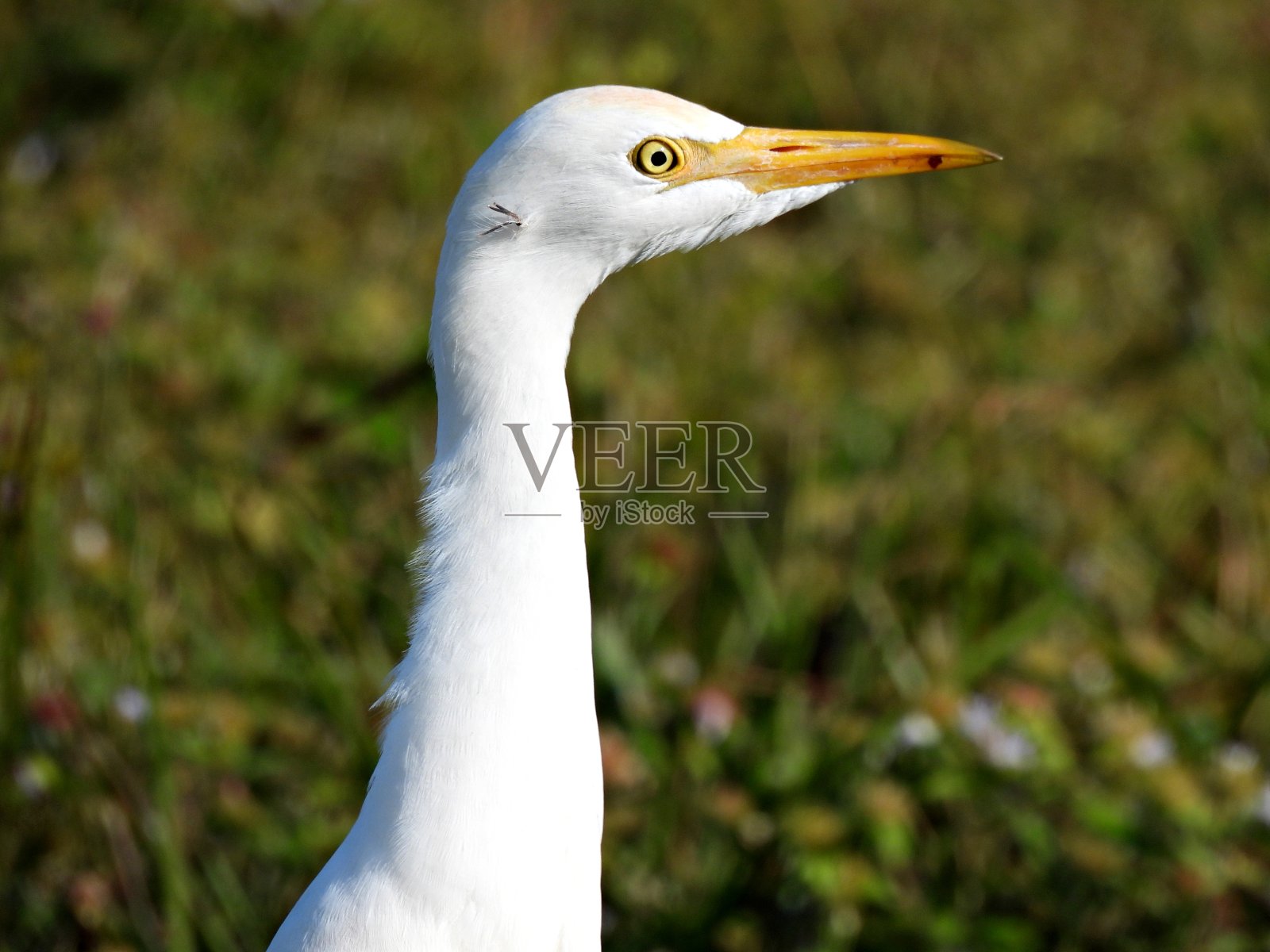 牛白鹭(朱鹭)肖像照片摄影图片