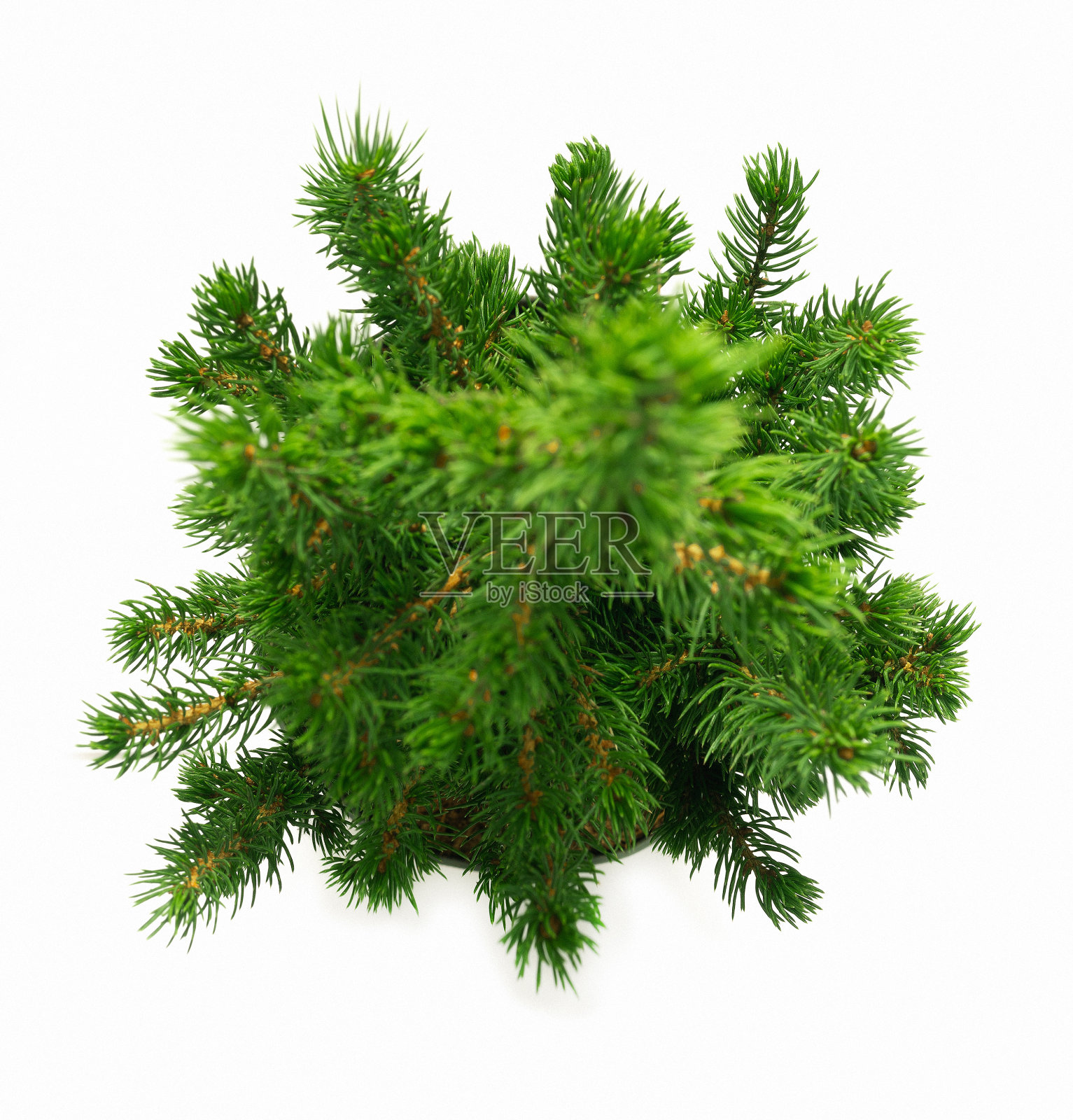 盆栽圣诞冷杉树，从上面看照片摄影图片