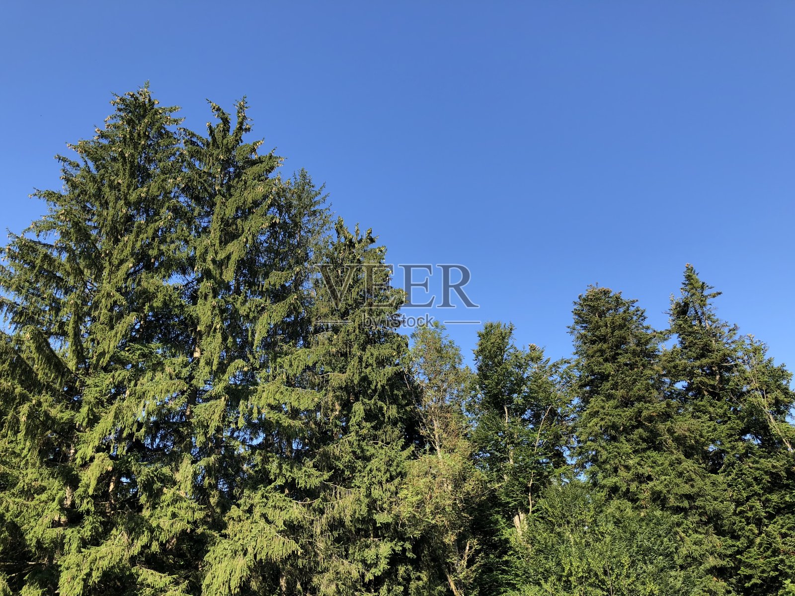 斯洛文尼亚Cerknica - Notranjska地区公园(Krajinski Park Rakov Škocjan，斯洛文尼亚)Rak河谷的混合森林和植被照片摄影图片