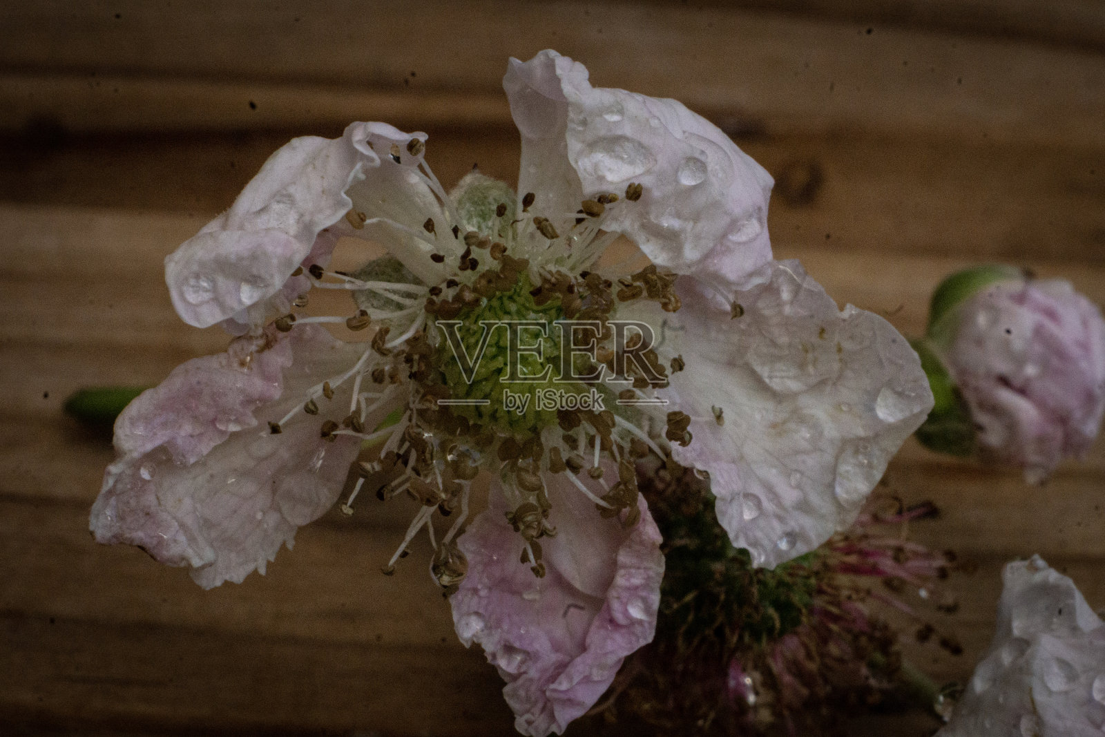 黑莓开花照片摄影图片