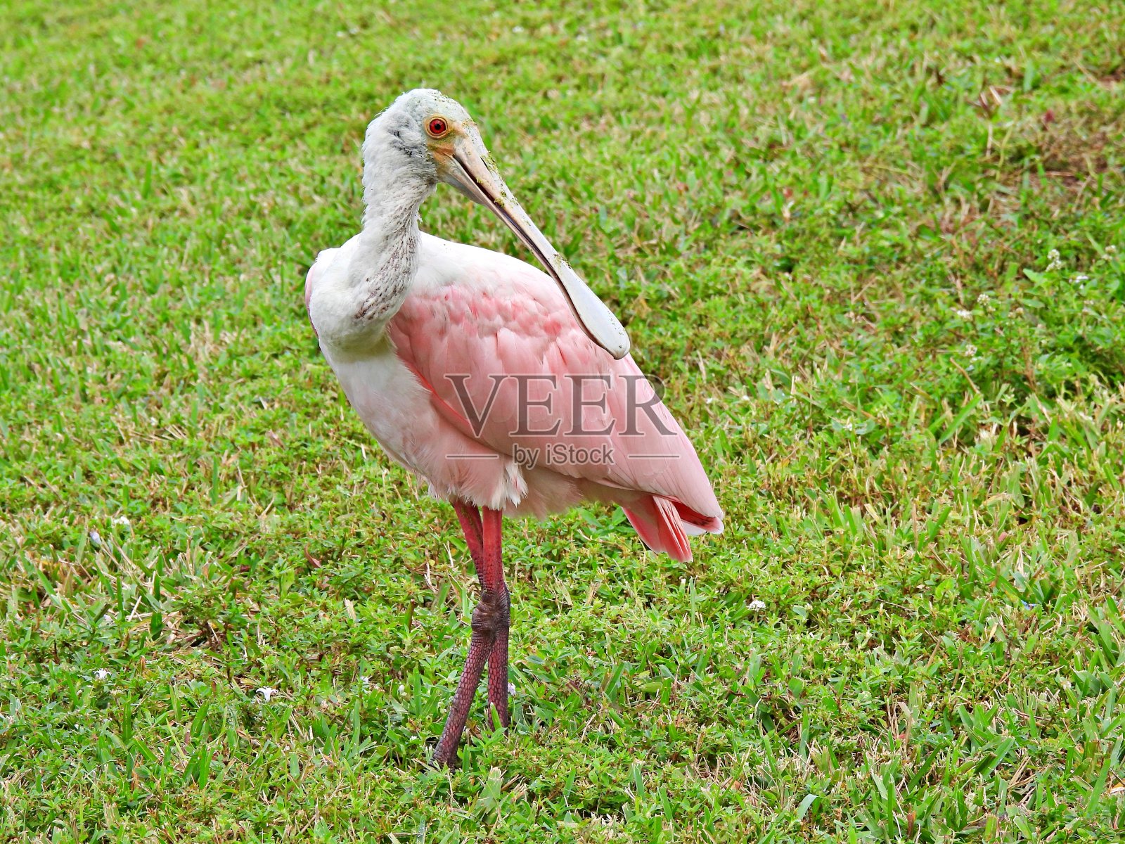 玫瑰琵鹭在草地上休息照片摄影图片
