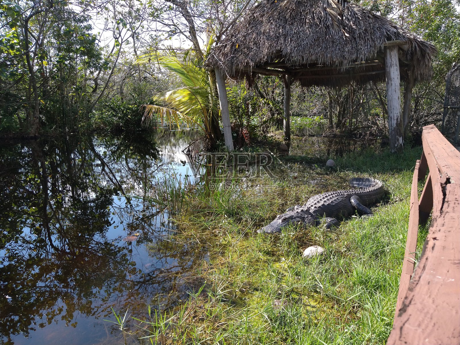 巨大的短吻鳄照片摄影图片