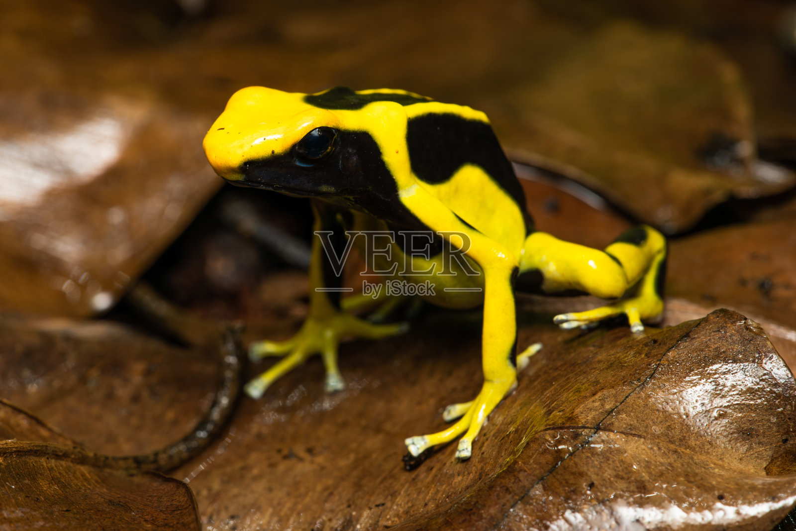 染毒箭蛙“雷吉娜”照片摄影图片