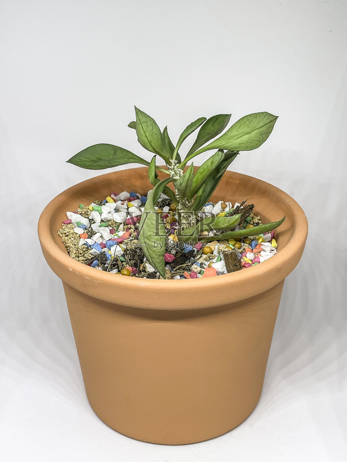 小植物。照片摄影图片