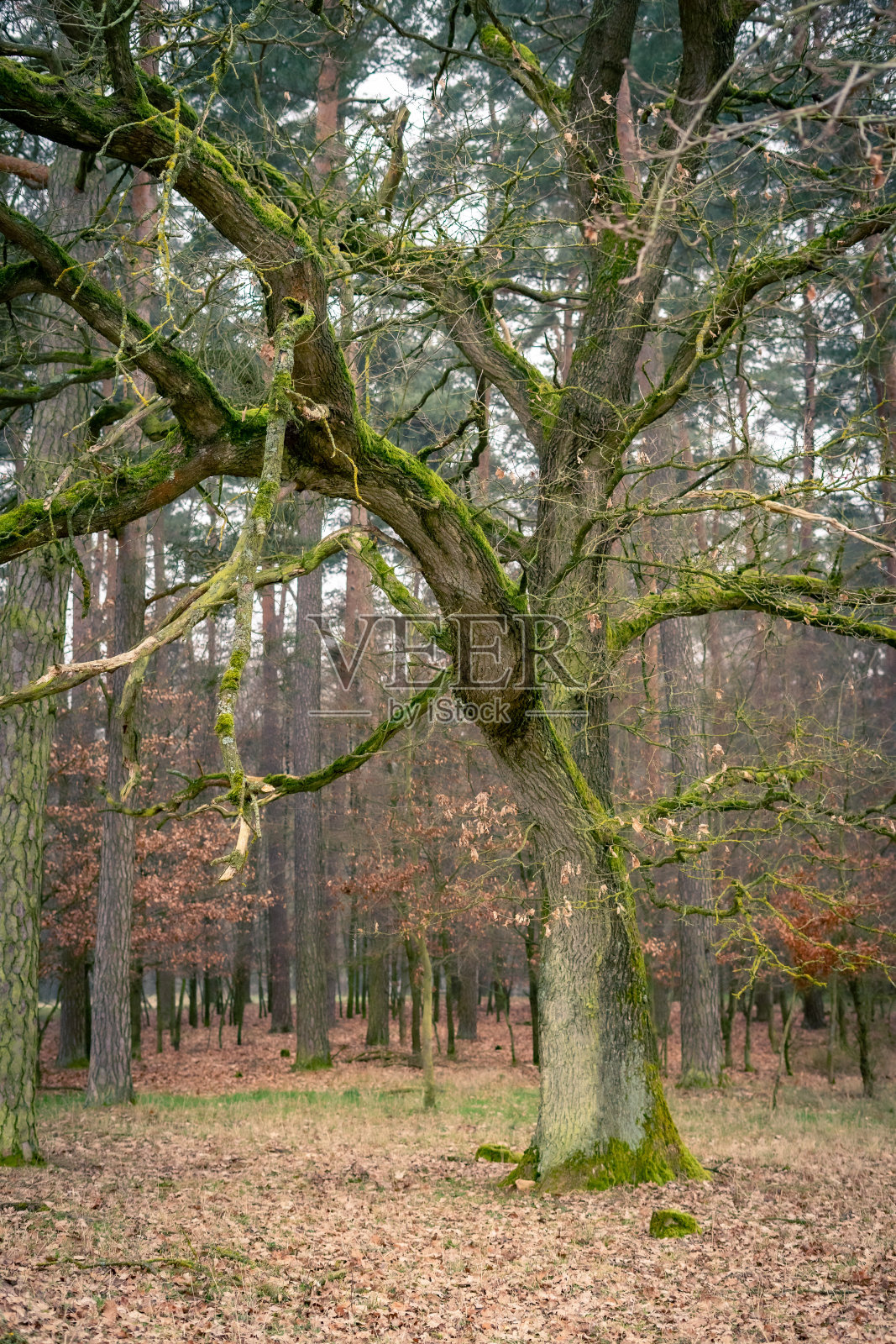 枯树青苔照片摄影图片