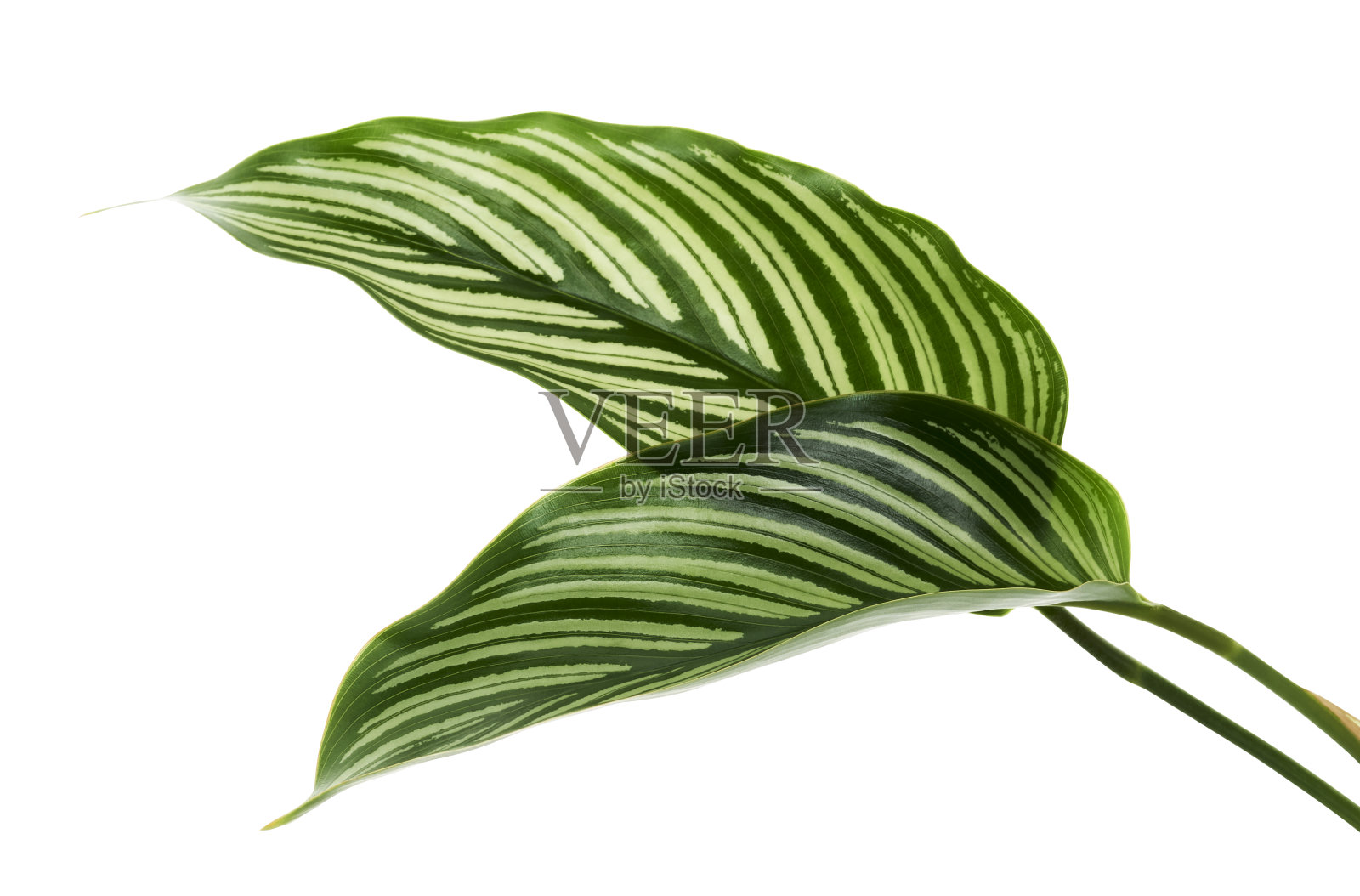 叶，绿叶白色条纹，热带叶孤立在白色背景上，有修剪路径照片摄影图片