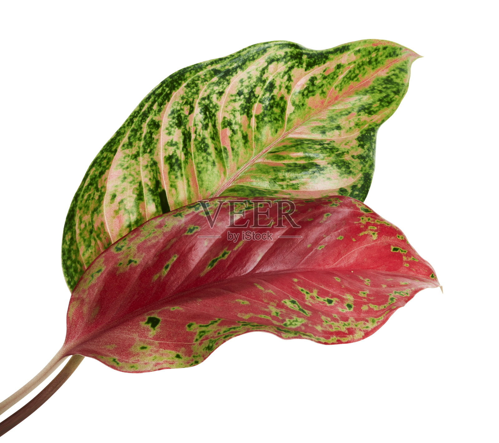 叶，绿色和红色的叶，异国情调的热带叶，孤立在白色背景与修剪路径照片摄影图片