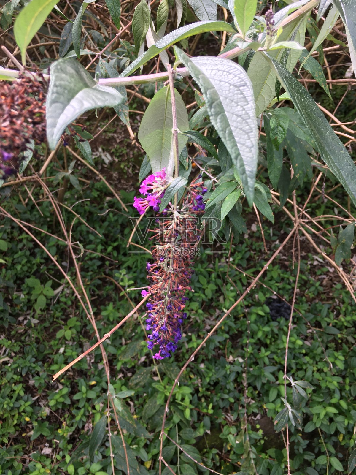 草照片摄影图片