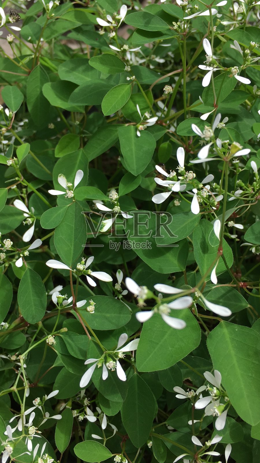 草照片摄影图片