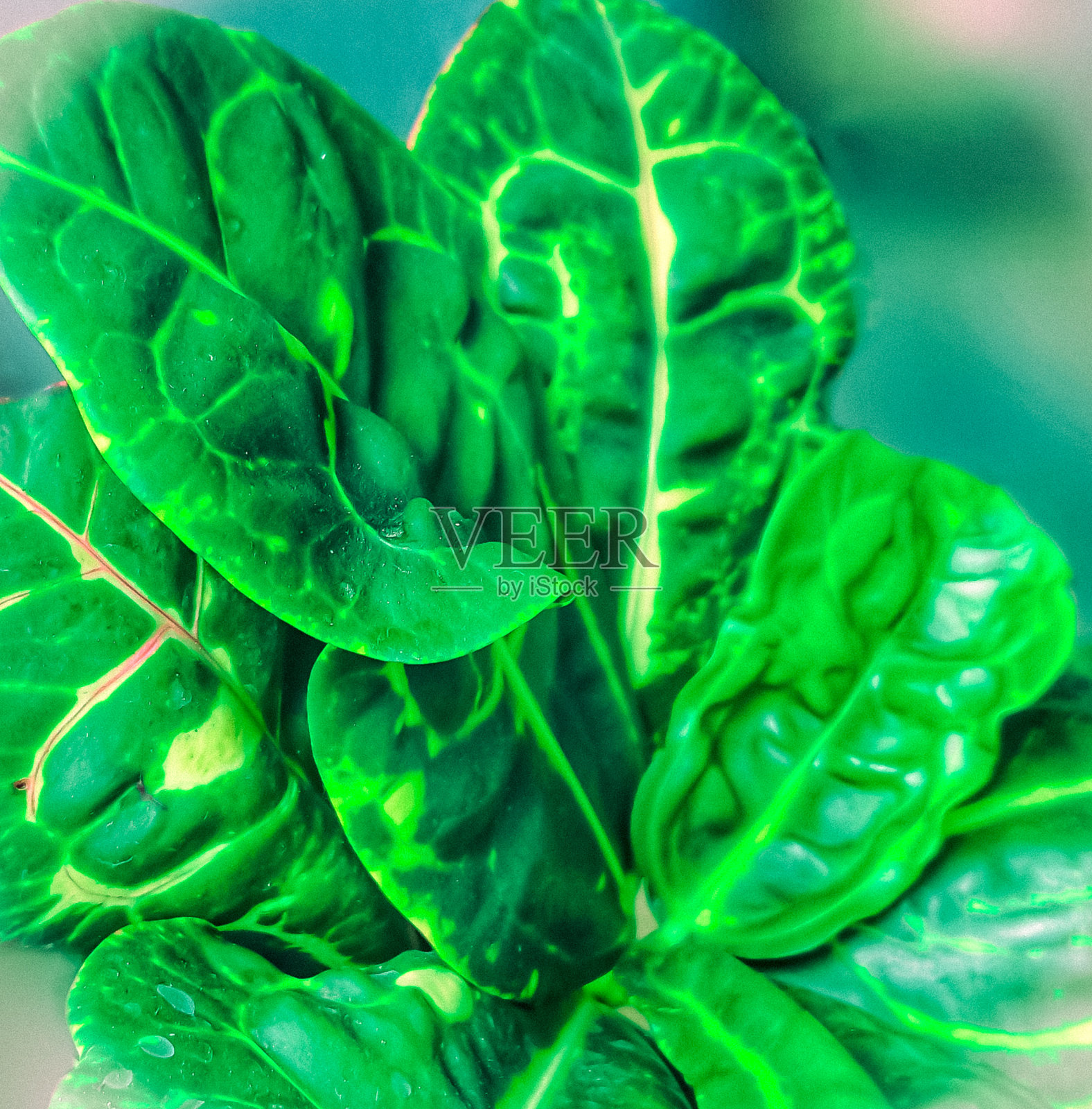 美丽的绿叶照片摄影图片