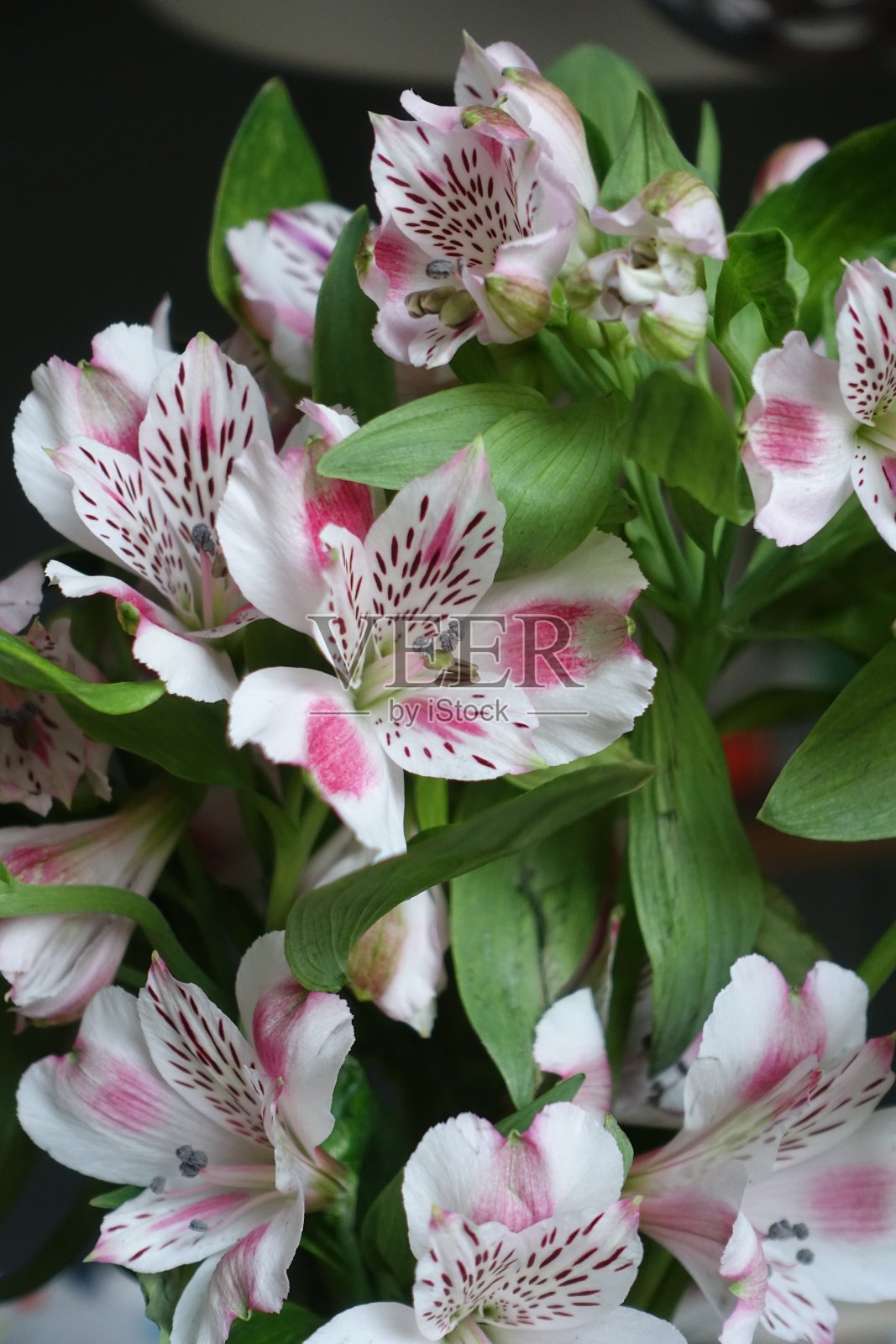 盛开的百合花照片摄影图片