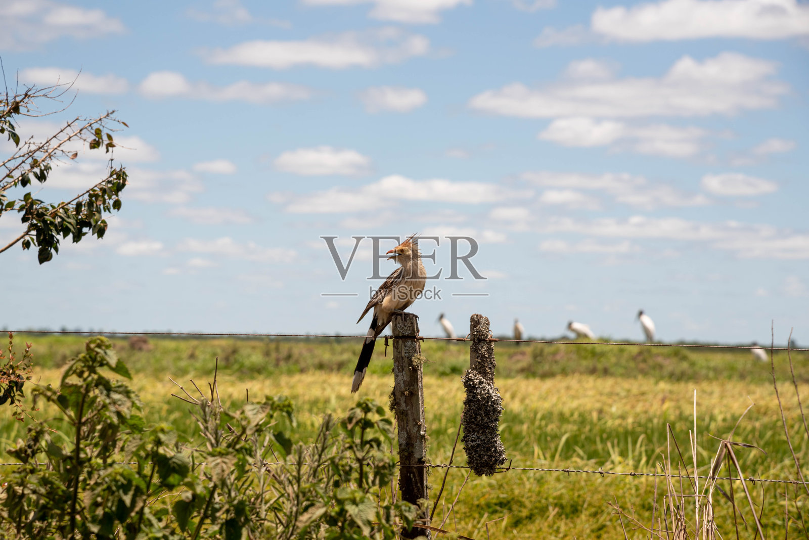 白Anu(学名:Guira Guira)栖息在篱笆上。照片摄影图片