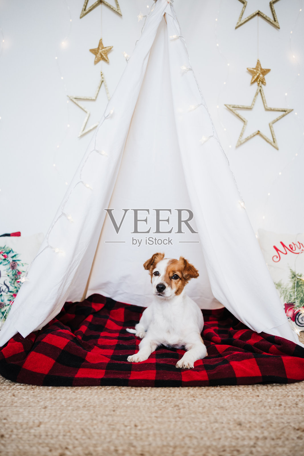 可爱的杰克罗素狗站在家里与圣诞节装饰。圣诞节的时候照片摄影图片