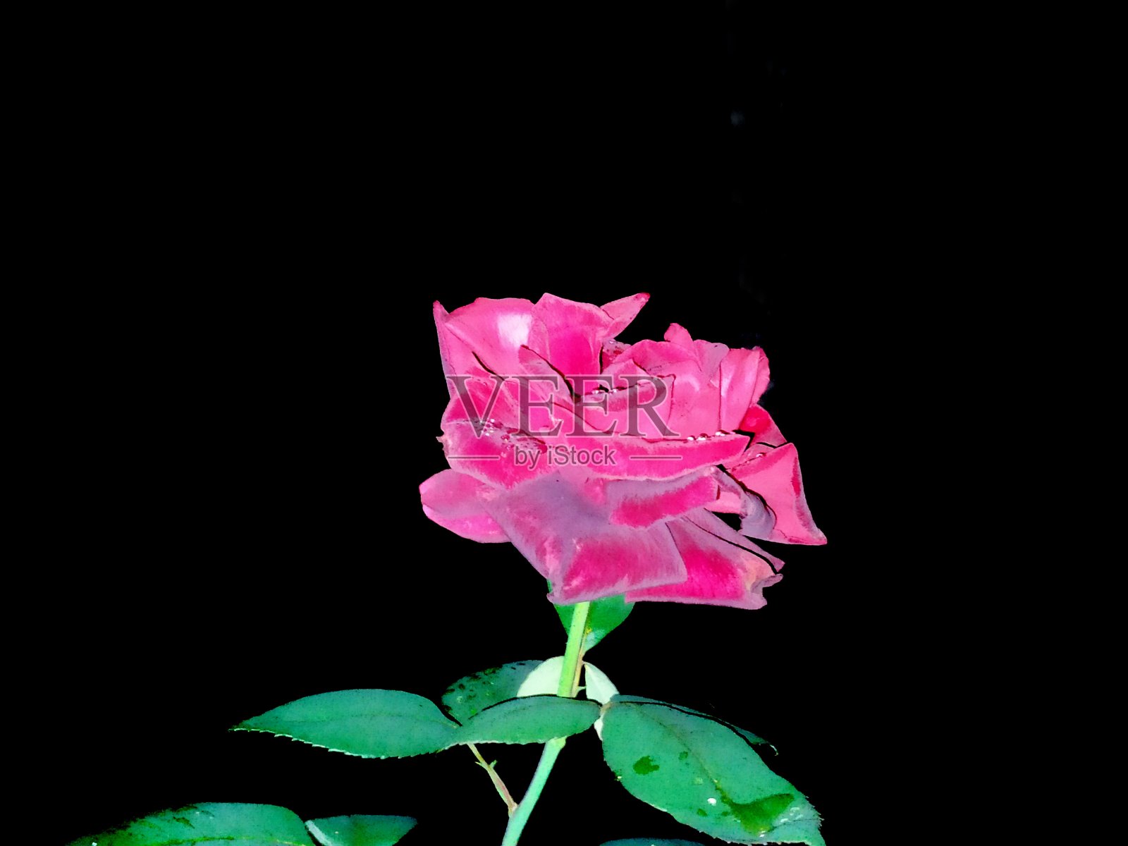 美丽的玫瑰花照片摄影图片